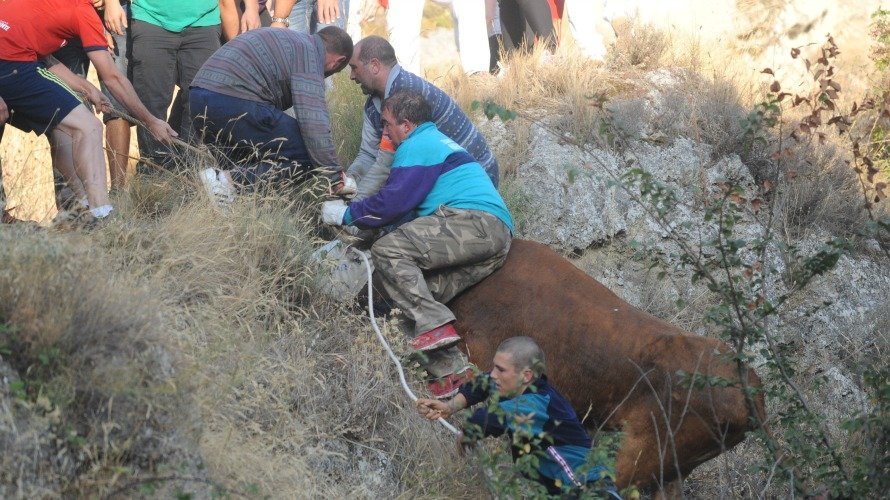 Un equipo de personas rescata a una de las vacas caídas en Falces. MIGUEL OSÉS