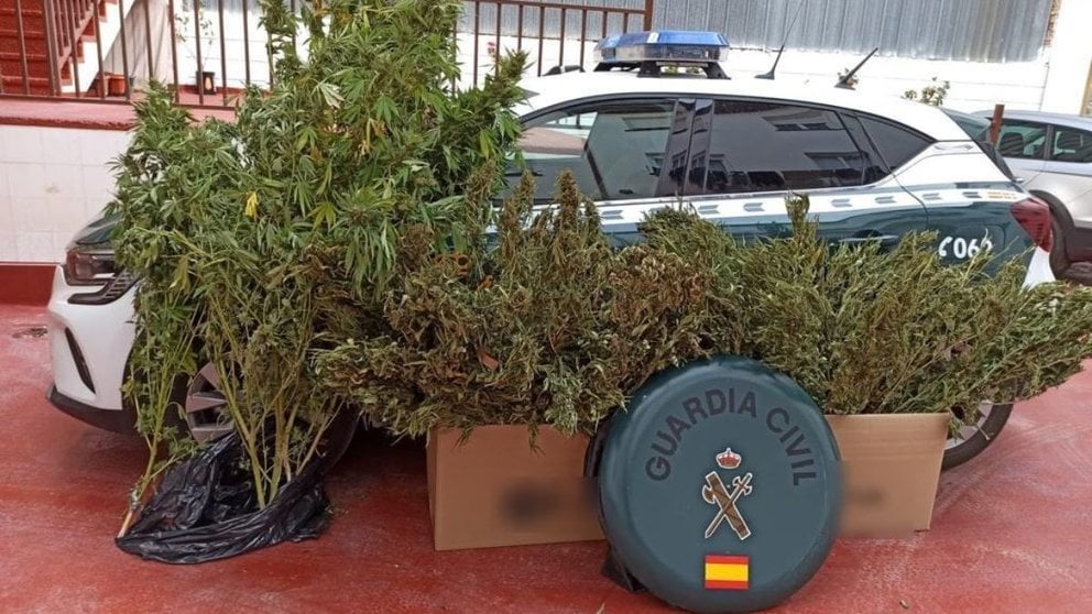 La Guardia Civil ha encontrado 52 ramajes de marihuana en una vivienda de Artajona. CEDIDA