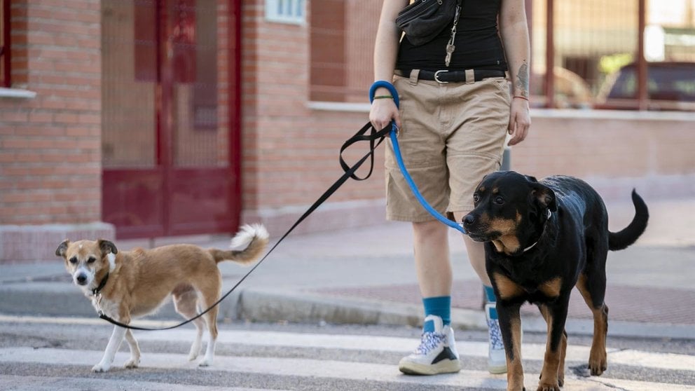 Una persona pasea con dos perros. EUROPA PRESS / ARCHIVO